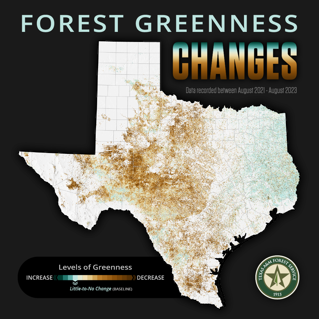 While Texas is feeling some reprieve from the heat this week, slightly cooler temperatures and minimal rainfall will do little to help trees being affected by drought and extreme heat conditions.